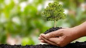 Understanding Afforestation cover image